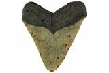 Fossil Megalodon Tooth - North Carolina #158196-1